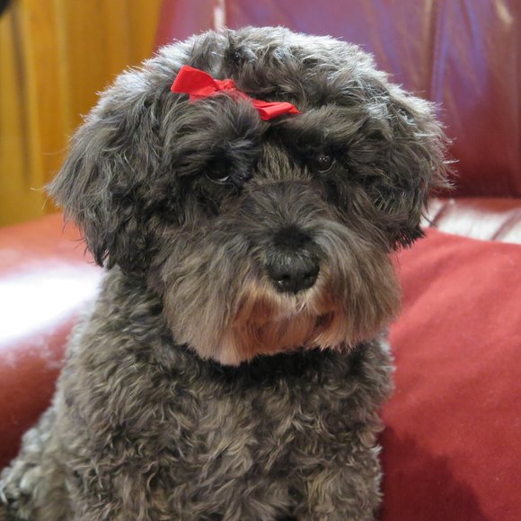 Meet your Posher, Posh - Picture 2 of 2